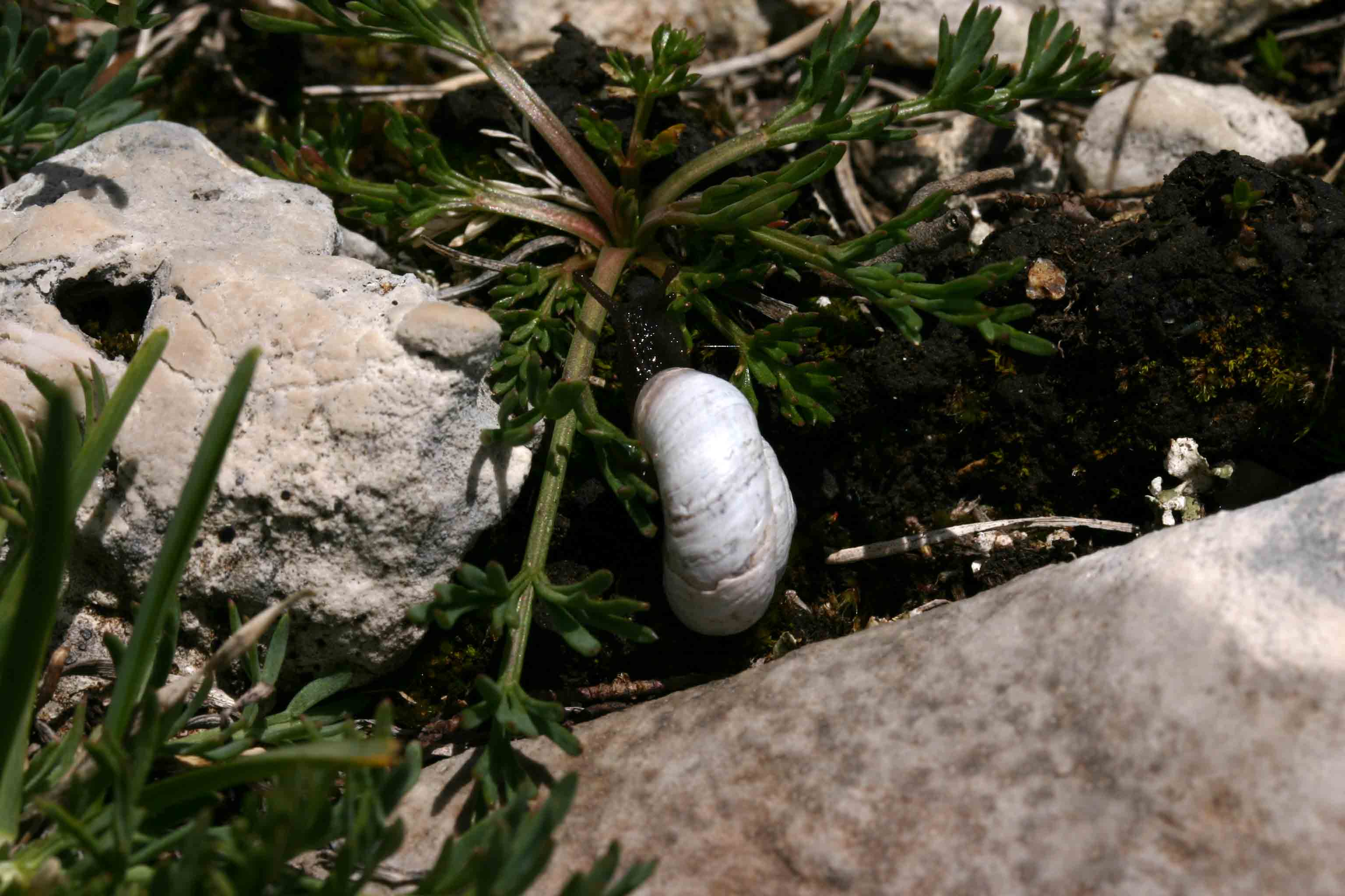 Campo Imperatore (AQ)